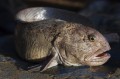 Zębacz Pasiasty Atlantic catfish lub Atlantic, wolffish, Wilk morski.jpg